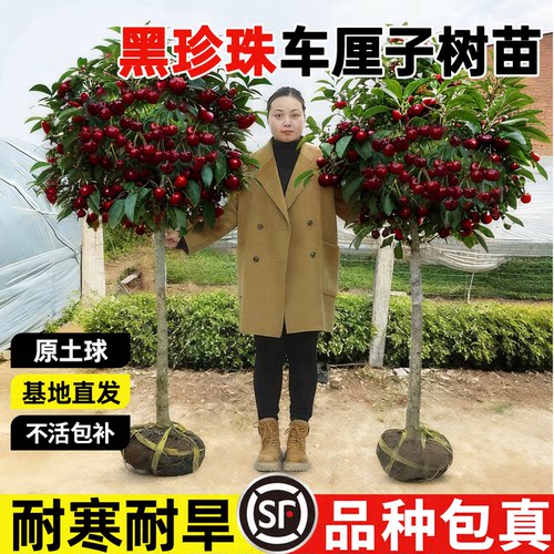 耐寒黑珍珠车厘子树苗好养结大果