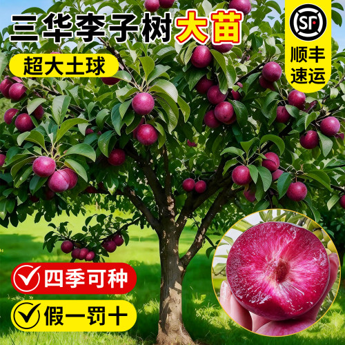特大三华李子全国可种嫁接大苗