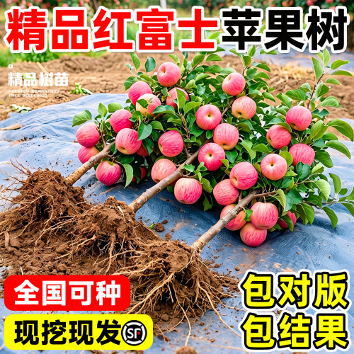 红富士苹果苗嫁接当年结果