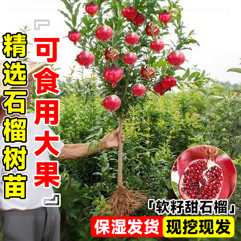 石榴树树苗庭院种植果大多汁耐寒