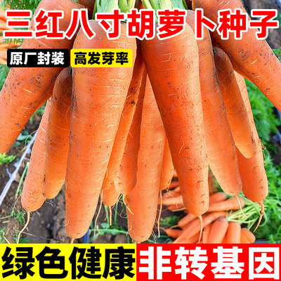 八寸三红胡萝卜种子绿色非转基因