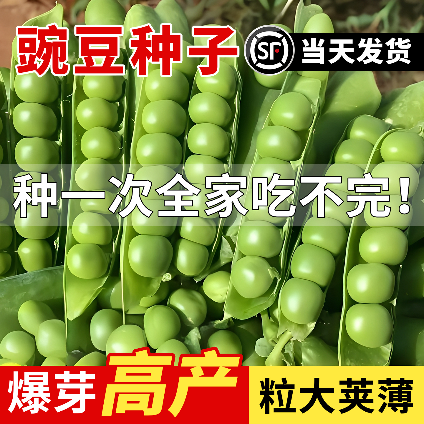 高产大粒豌豆种子耐寒早熟