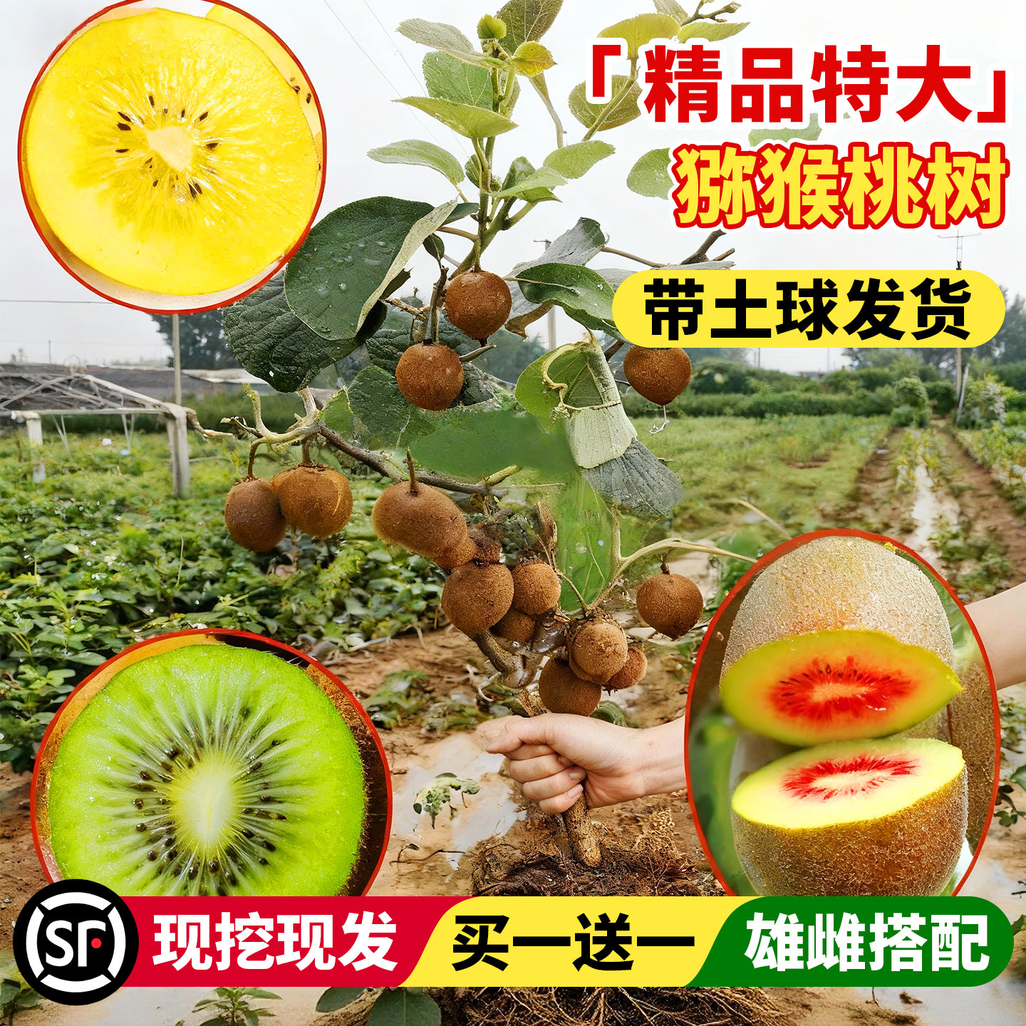 猕猴桃树果苗南北方种植当年结果图片