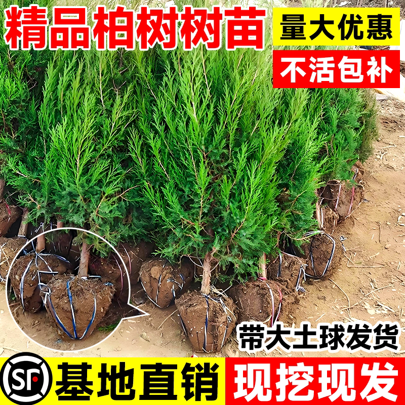 柏树树苗四季常青松柏塔柏侧柏大号树苗道路绿化好养易活圆柏松树