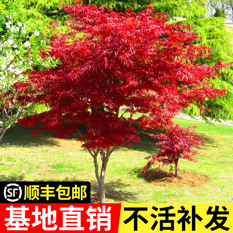 红枫树苗四季红日本红枫红舞姬盆景盆栽三季红枫大树庭院绿化植物_虎窝淘