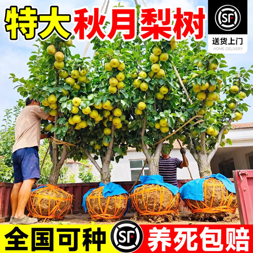 正宗秋月梨果树苗嫁接老桩新品种