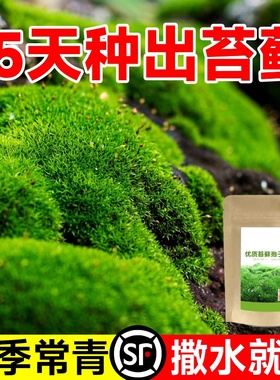 苔藓孢子粉种子短绒吸水石青苔种籽永生耐晒造假山微景观盆景绿植