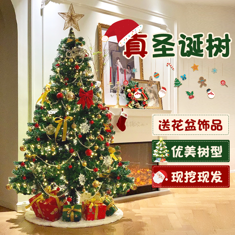 圣诞树真树客厅2025新款大型家用云杉松树诺贝松装饰摆件盆栽绿植