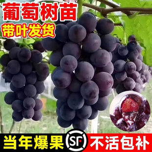 巨峰葡萄树苖阳光玫瑰夏黑果树果苗庭院爬藤盆栽南北方四季好种植