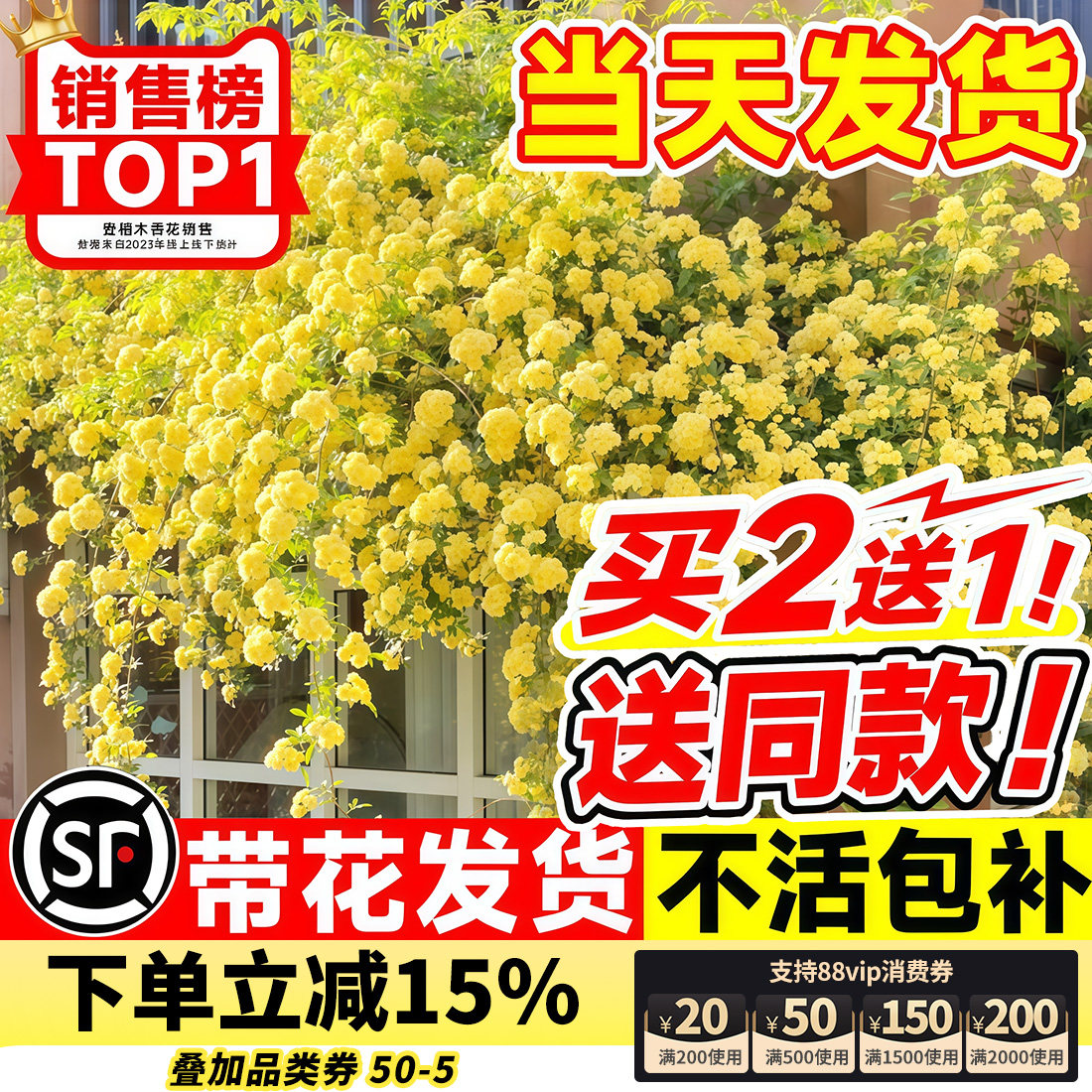 黄木香花苗爬藤植物花卉重瓣红木香树苗蔷薇四季开花庭院大苗盆栽
