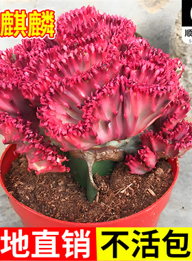 玉麒麟盆栽带根多肉植物招财树盆景彩麒麟龙骨植物净化空气好养活