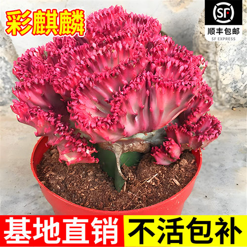 玉麒麟盆栽带根多肉植物