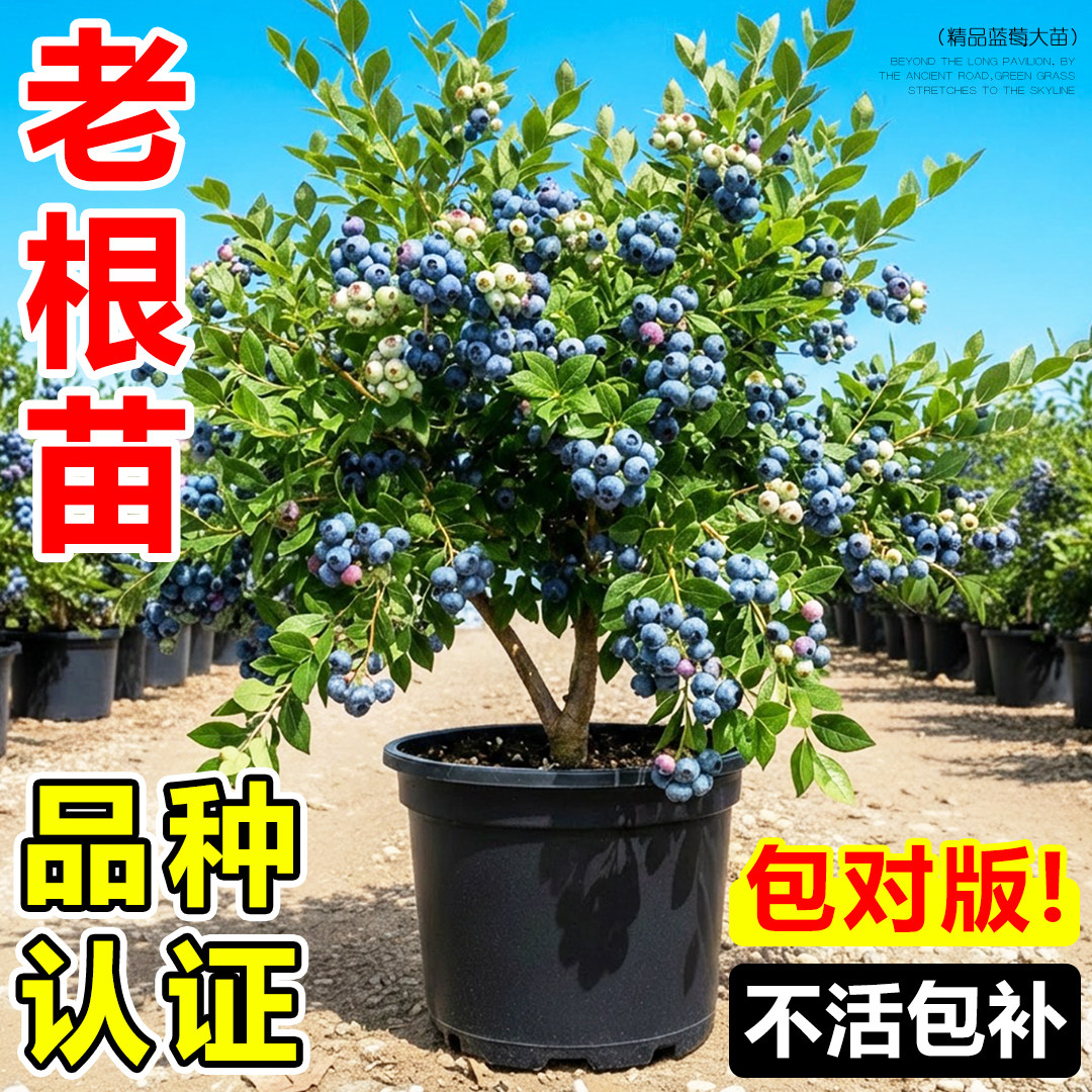 四季蓝莓树果苗盆栽带花带果图片