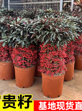 富贵籽盆栽老桩金玉满堂黄金万两植物室内客厅耐寒年宵花盆景绿植