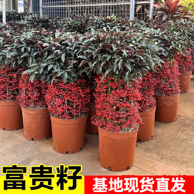 富贵籽盆栽老桩金玉满堂黄金万两植物室内客厅耐寒年宵花盆景绿植