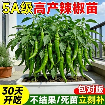 高产辣椒苗樟树港辣椒秧苗湖南
