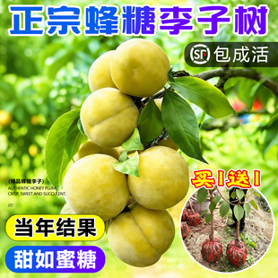 蜂糖李子树苗正宗新品种特大嫁接三华果树果苗庭院盆栽南北方种植