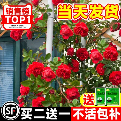 红木香花苗爬藤植物盆栽四季花卉