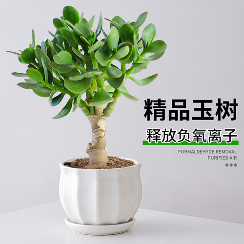 玉树盆栽老桩大叶精品多肉