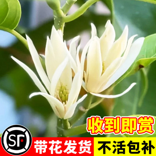 白兰花玉兰树苗花卉植物