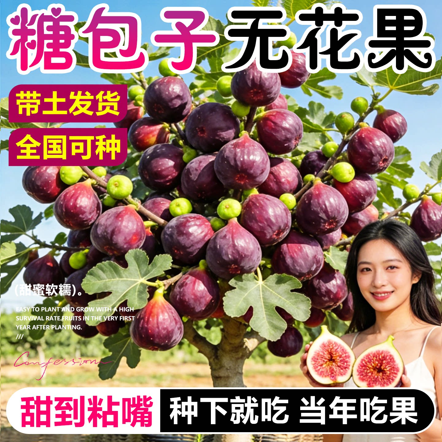 无花果树果苗特大果波姬红格莱斯图片
