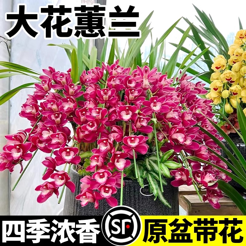 大花惠兰带花苞花剑浓香慧兰花盆栽精品年宵花卉鲜花室内四季蕙兰-封面