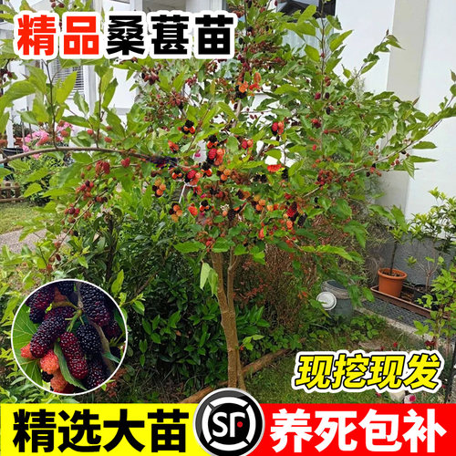 桑葚树苗全国可种当年结果