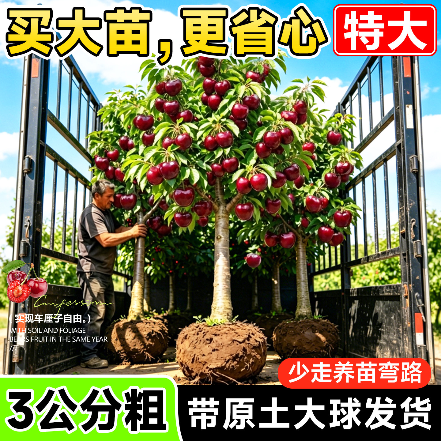 特大车厘子树苗嫁接正宗樱桃树南北方四季种植庭院别墅水果树果苗