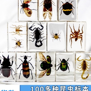 千年虫树脂滴胶昆虫动物100多种甲虫蜘蛛蝎子工艺品儿童研学摆件