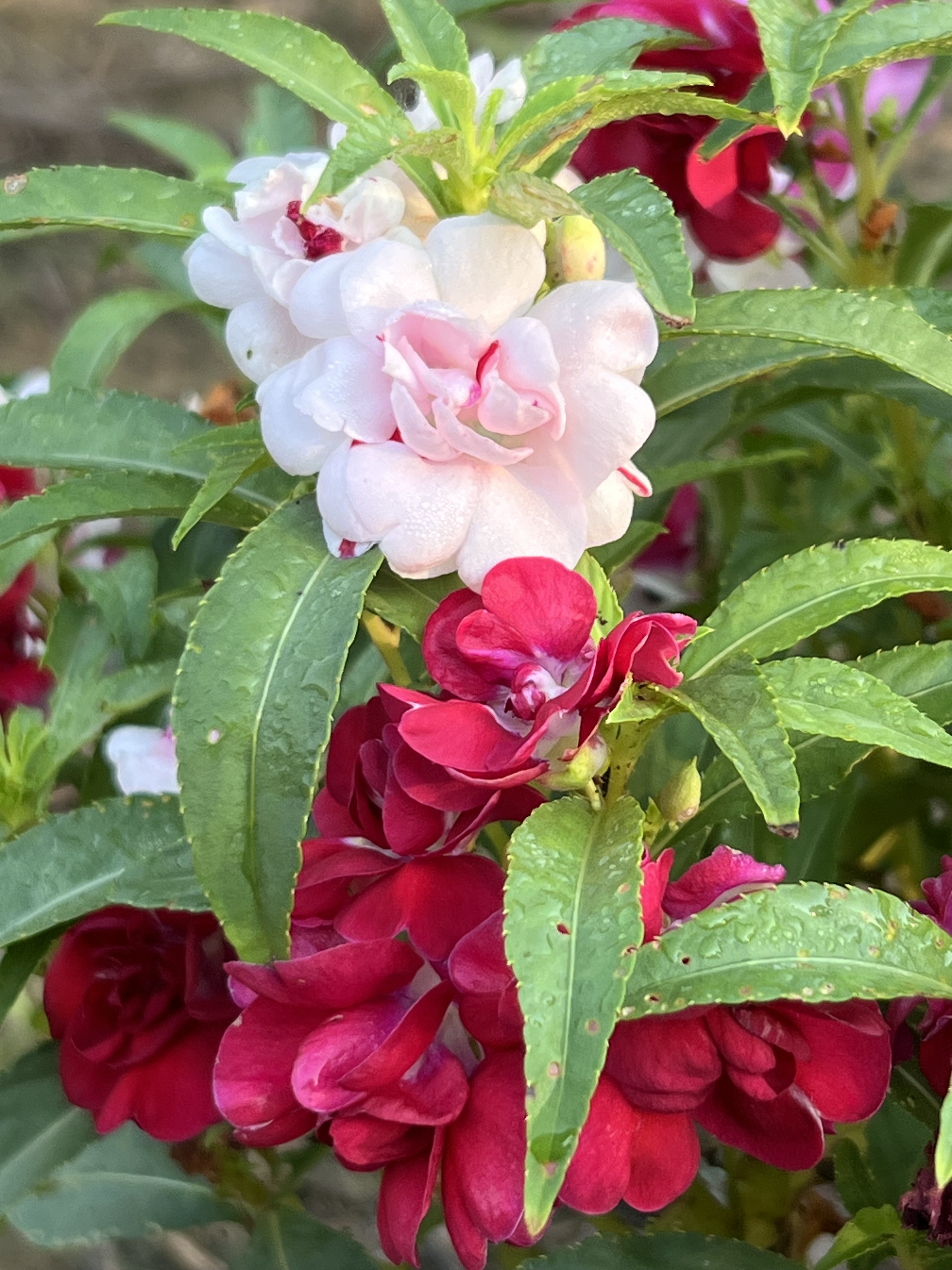 七彩重瓣凤仙花种子30粒包邮 指甲花种子 开花颜色如图