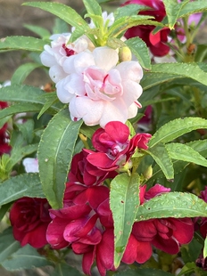 七彩重瓣凤仙花种子30粒包邮 指甲花种子 开花颜色如图