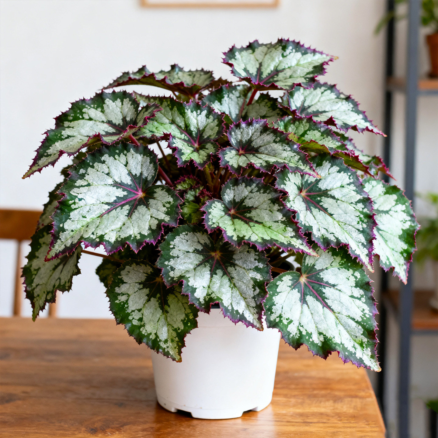 秋海棠盆栽室内外绿植网红花卉阳台客厅好养反蓝光花镜观叶植物,鲜花速递/花卉仿真/绿植园艺,绿植,淘宝优惠券,粉丝福利购,淘宝优惠卷