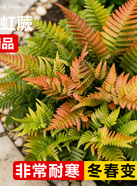 彩虹蕨类植物造景盆栽波斯顿蕨蕨霸王蕨肾蕨室内户外绿植季青