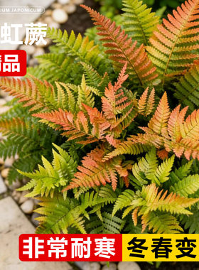 彩虹蕨类植物造景盆栽波斯顿蕨蕨霸王蕨肾蕨室内户外绿植季青