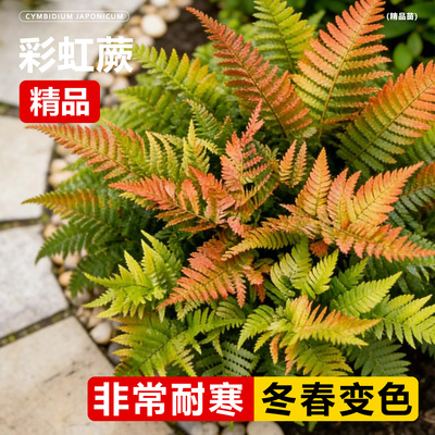 彩虹蕨类植物造景盆栽波斯顿蕨蕨霸王蕨肾蕨室内户外绿植季青