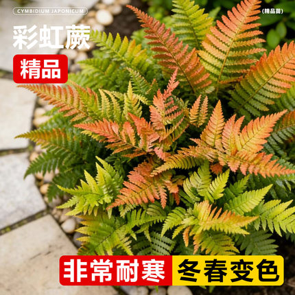 彩虹蕨类植物造景盆栽波斯顿蕨蕨霸王蕨肾蕨室内户外绿植季青