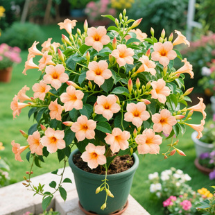 飘香藤 多季节开花 阳台庭院爬藤植物新手好养护双喜藤盆栽耐寒热