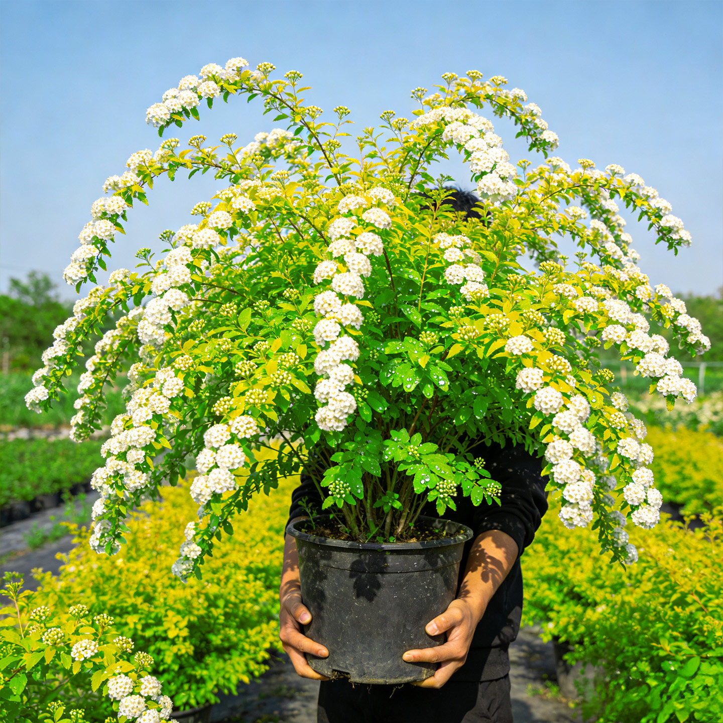 绣线菊盆栽黄金喷泉小手球花镜植物阳台庭院多年生耐寒四季开花卉图片