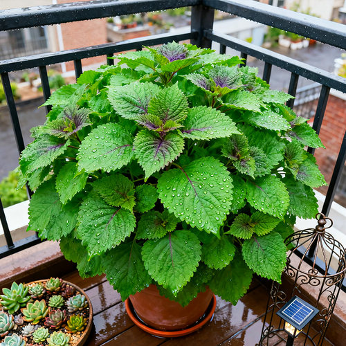 可食用新鲜室外阳台易养紫苏苗