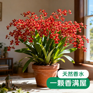 【浓香】文心兰盆栽带花苞泰国香水梦香兰名贵兰花精品兰花大苗