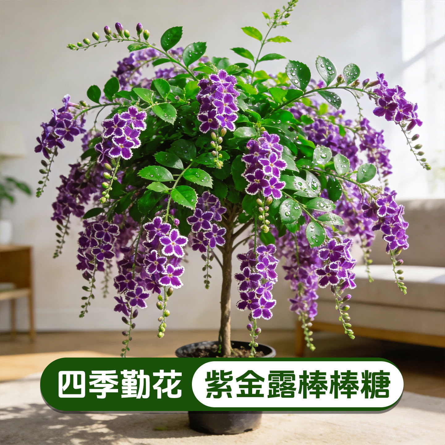 紫金露棒棒糖造型盆栽阳台庭院观赏花卉耐热易活开花绿植花苗