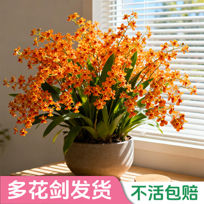 【浓香型】香水文心兰盆栽带花苞浓香精品名贵兰花期长室内花绿植