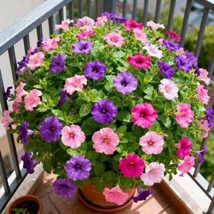 开 矮牵牛花苗盆栽带花进口重瓣百万小玲宿根舞春花四季 多色