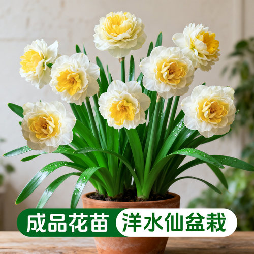 进口洋水仙盆栽室内阳台庭院地栽球根花卉植物多年生带花苞花卉