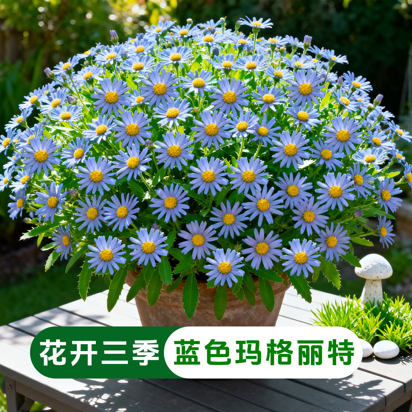 蓝色玛格丽特盆栽菊花花苗多年生带花带花苞四季开耐寒花卉植物