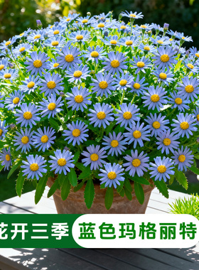 蓝色玛格丽特盆栽菊花花苗多年生带花带花苞四季开耐寒花卉植物