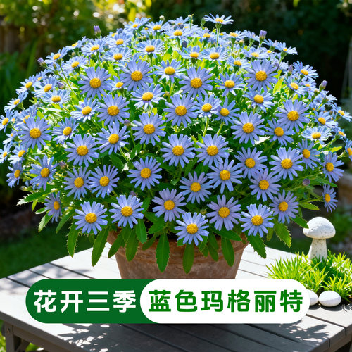蓝色玛格丽特盆栽菊花花苗多年生带花带花苞四季开耐寒花卉植物