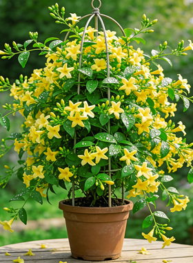 黄色风车茉莉盆栽爬藤花卉阳台庭院浓香植物四季常青好养绿植苗