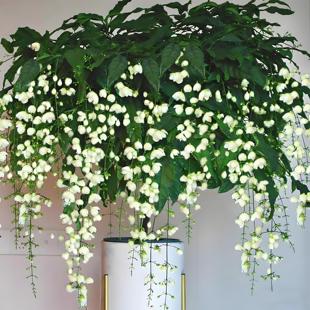 【特大冠幅】棒棒糖泰国垂丝茉莉花盆栽大苗清香垂枝茉莉花盆栽