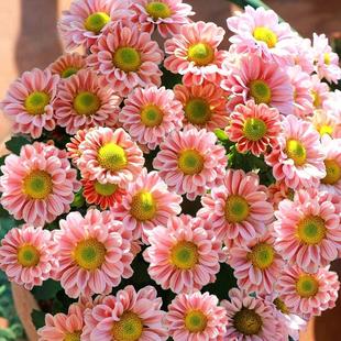 【雏菊】菊花盆栽带花苞三文鱼网红小菊玲珑阳台庭院花园养耐寒热